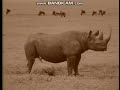 Sesame Street Rhino On Film Sepia