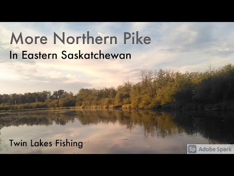 More Northern Pike in Eastern Saskatchewan