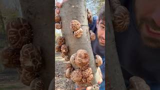Growing Shiitake on Oak Logs — Step-by-Step Guide & Transcript