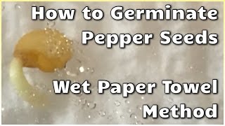 How to germinate pepper seeds using the wet paper towel method