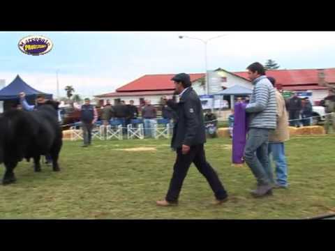 Angus Otoño en Bolivar,  Gran Campeon Macho