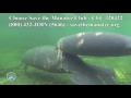 Save the Manatee Club, Inc.