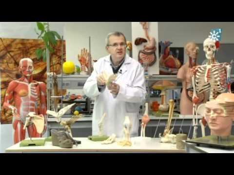 "Salud al día" sábado 28 de mayo de 2011