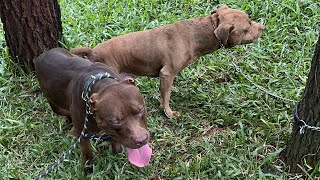 Download lagu COME FROM BANDUNG JUST TO KNOW MUSSO ‼️ mp3 Download lagu COME FROM BANDUNG JUST TO KNOW MUSSO ‼️ mp3