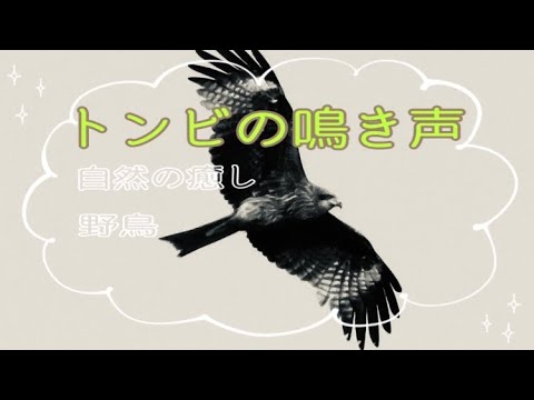 【トンビの鳴き声】大空に飛ぶトンビ、トビの鳴き声、鷹、自然の音、癒し、環境、BGM、野鳥