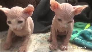 Sphynx Elf Kittens 1 month old - Hypoallergenic Devon Rex Sphynx Elves