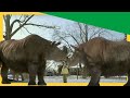 Dive Into Dinosaurs Biggest Secrets Predators Unforgettable Adventures Dinosaurs For Kids