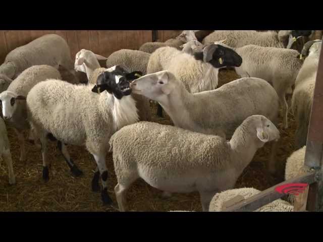 Video Pronunciation of Fthenakis in English
