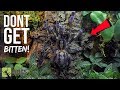 One of the Most Venomous Tarantulas in the World