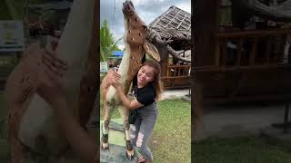 Download lagu aku nak yang ini boleh #shorts mp3 Download lagu aku nak yang ini boleh #shorts mp3