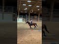 jument SF 3ans CSO d&eacute;bour&eacute;e