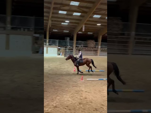 jument SF 3ans CSO d&eacute;bour&eacute;e