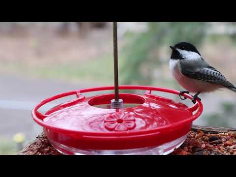Rufous Hummingbird and Black-capped Chickadee