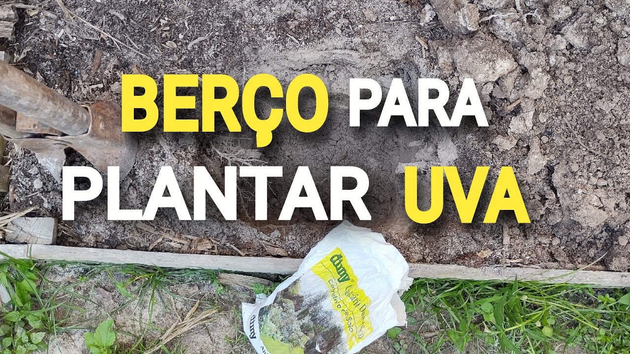 BERÇO para o Plantio de Videira, veja como preparar 🤔