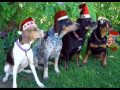 Barking Dogs-Jingle Bells