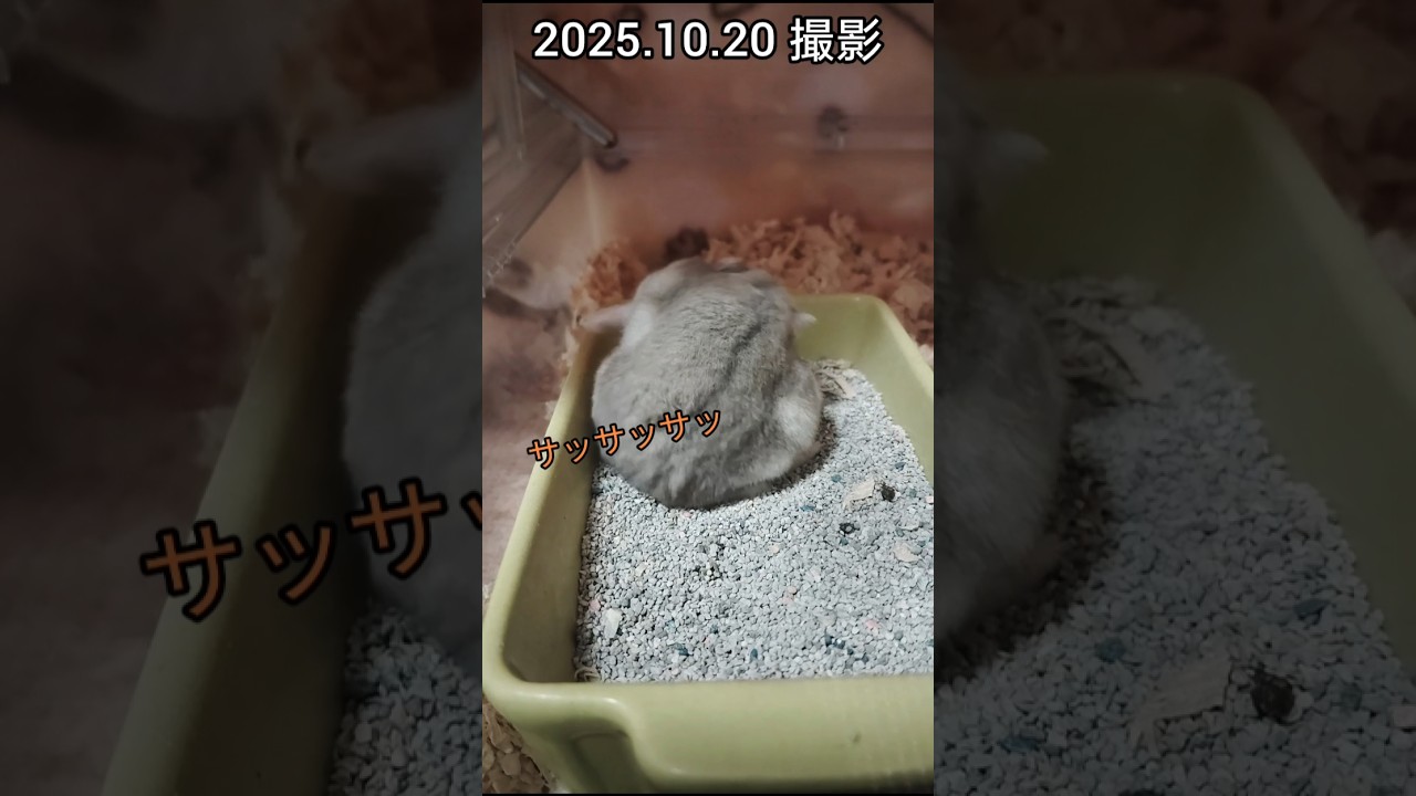 可愛いハムスター（ピク） #ハムスター #hamster #癒し #かわいい #ペット#小動物