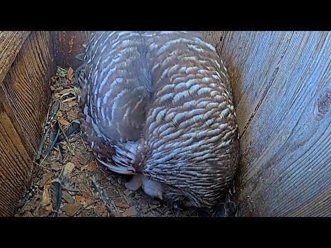 Fuzzy Owlet Pokes Head Out During Feeding At Barred Owl Nest – April 10, 2024