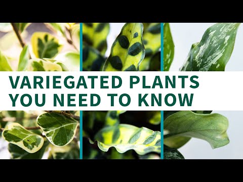 , title : 'Variegated House Plants You NEED to Know'