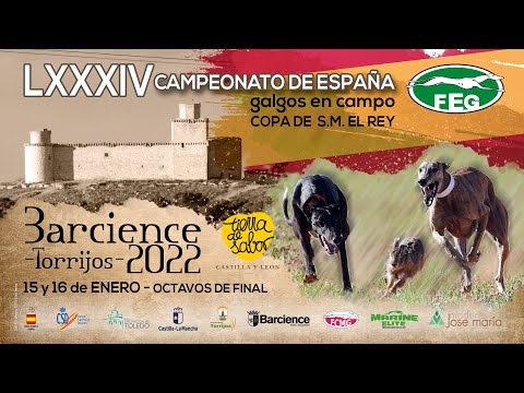 Los mejores momentos de los Octavos de Final " LXXXIV CTO DE ESPAÑA DE GALGOS EN CAMPO"