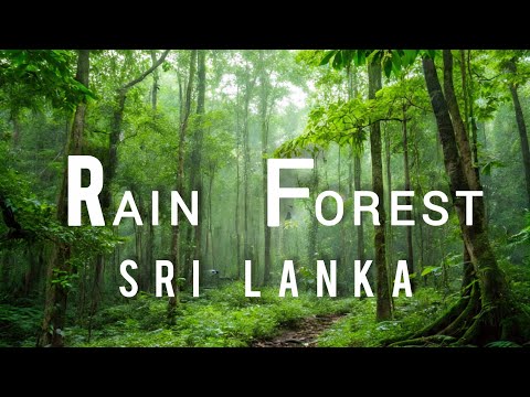 Rain Forest - Sri Lanka  #nature #beautiful 