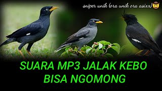 Download lagu SUARA BURUNG JALAK BISA NGOMONG POKOE UNIK COCOK B... mp3