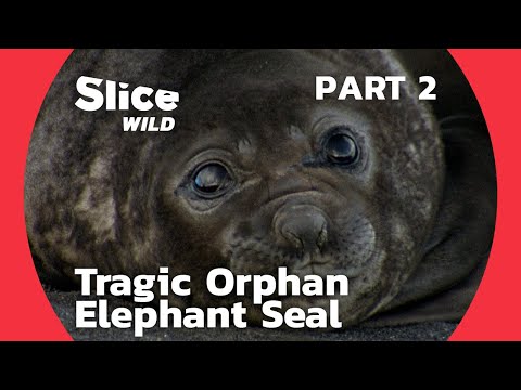 A Man among Orcas and Seals - the Tragic Fate of an Orphaned Elephant Seal | PART 2 | SLICE WILD