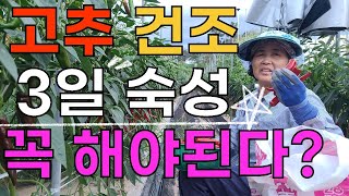 고추 수확 건조시 3일 숙성 꼭 해야될까요? 고추재배 고추농사 - Red pepper farming