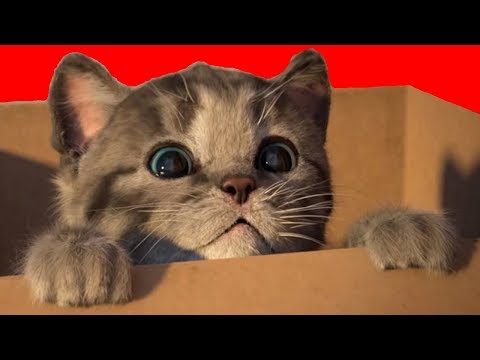 Play Fun Pet Kitten Care Kids Game 😻- Little Kitten Preschool - Learning Games For Preschool