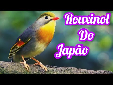 Canto Do Rouxinol Do Japão, Red-billed leiothrix