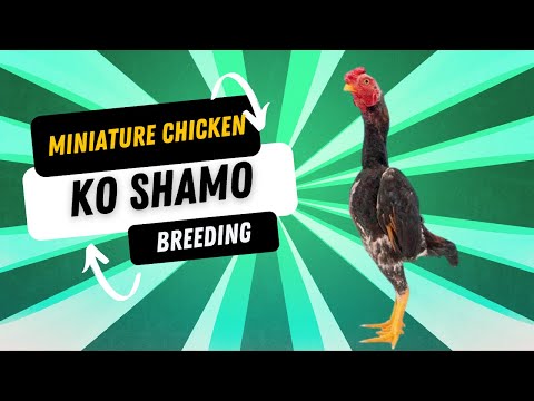 Ko Shamo — Japanese mini chicken