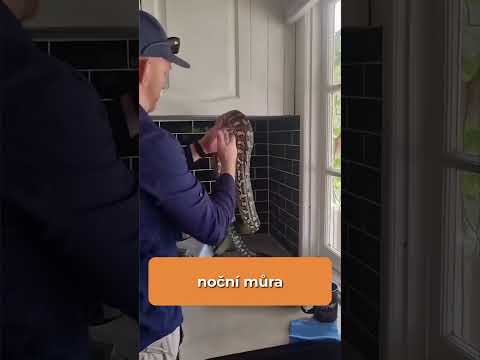 TOP 5 Nejdivnějších zvířat nalezených v domech #shorts #zajimavosti