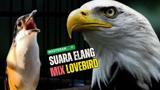 Download lagu Masteran Unik Isian Suara Elang dan Lovebird | Cendet Gacor mp3