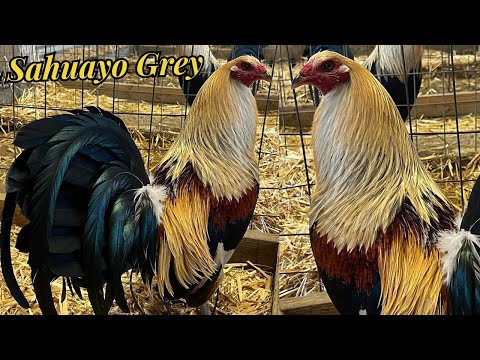 Beautiful Pure Sahuayo Grey Cardinal Club Kelso Quality Beautiful Birds Sahuayo Farm