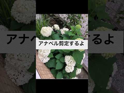 冬に剪定する植物: 冬に剪定すると恩恵を受ける植物に焦点を当てる  庭園