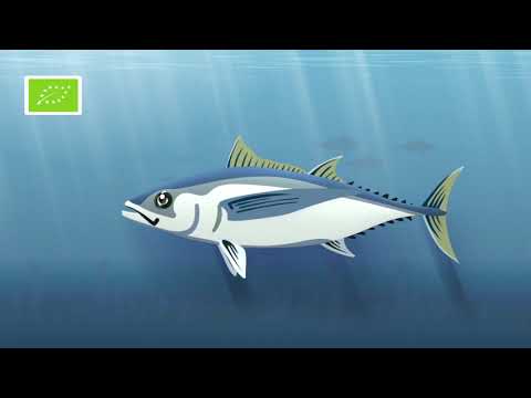 ALDI SÜD | Fischsiegel