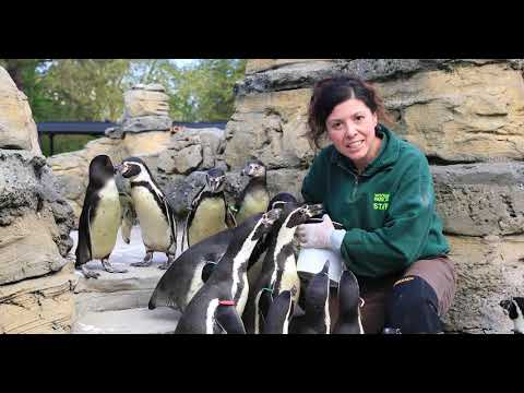 Humboldt Penguins: Animal Spotlight with Keeper Celine