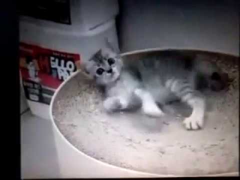 Such a cute little kitty