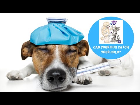 Can Your Dog Catch Your Cold?