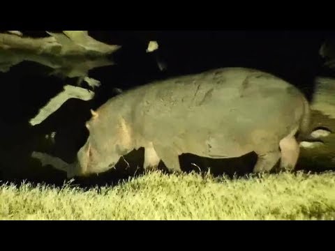 Djuma: Hippo with injured left rear leg returns - 00:30 - 07/04/19