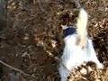 Todd Terrier 