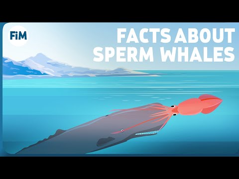 5 Amazing Facts You Didn't Know About Sperm Whales