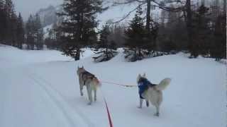 preview picture of video 'Ski-chiens (27), avec Saskia et Jiro, à la Fouly'