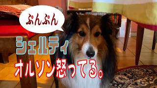 【シェルティ】愛犬！怒っている【フランス田舎暮らし🇫🇷】#犬の散歩 #賢い犬 #犬のいる暮らし #シェルティ