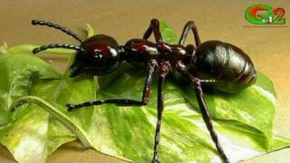 Txinaurria (Mikel Laboa)