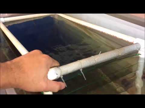 download lagu mp3 mp4 Freshwater King Prawns, download lagu Freshwater King Prawns gratis, unduh video klip Freshwater King Prawns