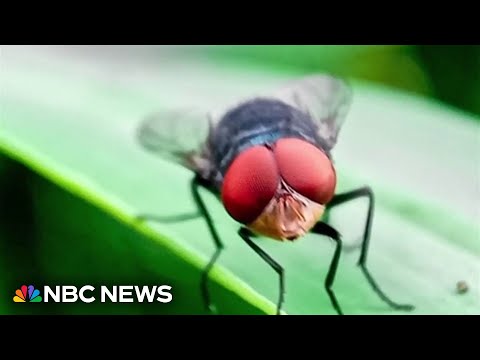 Flesh-eating bug threatens cattle herds