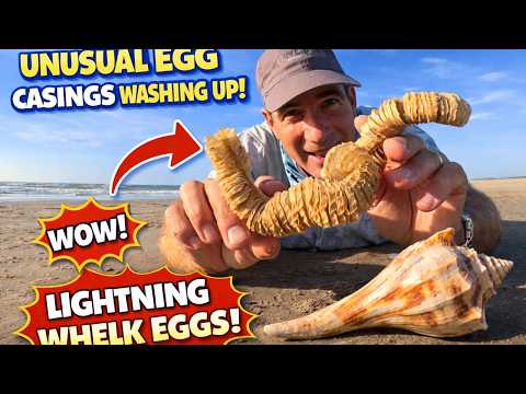 Beachcombing - Lightning Whelk Egg Casing