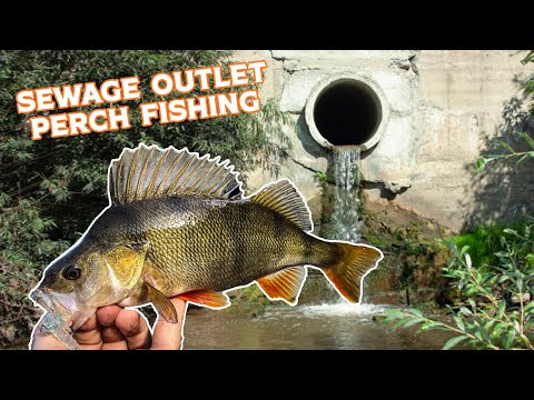 Persico dal tubo di scarico. Pike lo ha quasi preso.