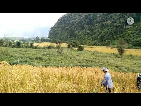 nplej siav siav lawm