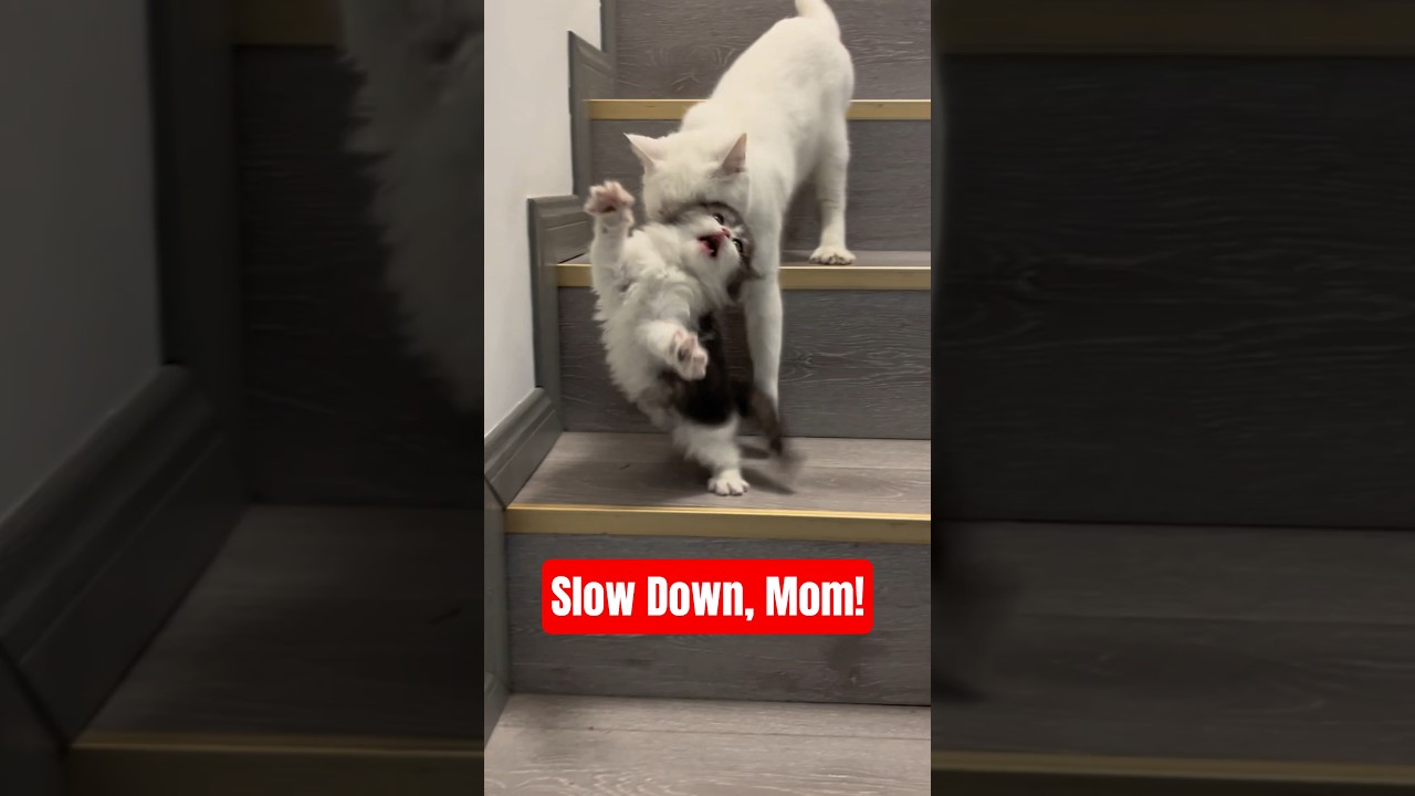 Mama Cat’s First Lesson: How to Brave the Stairs!